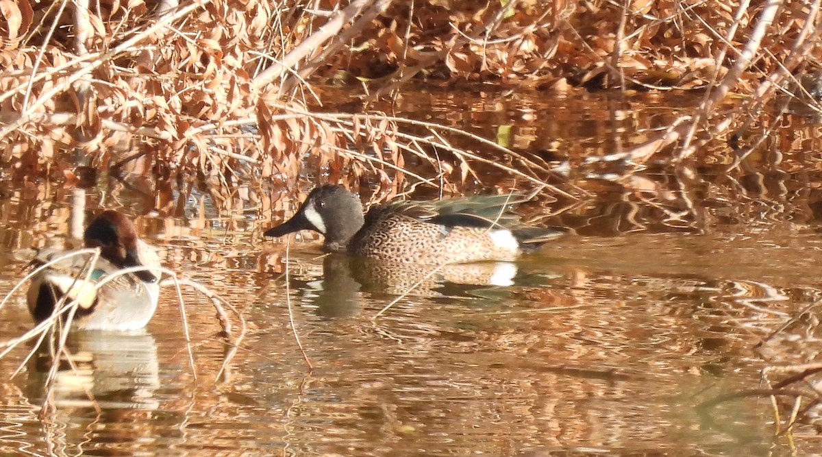 Blue-winged Teal - ML613183142
