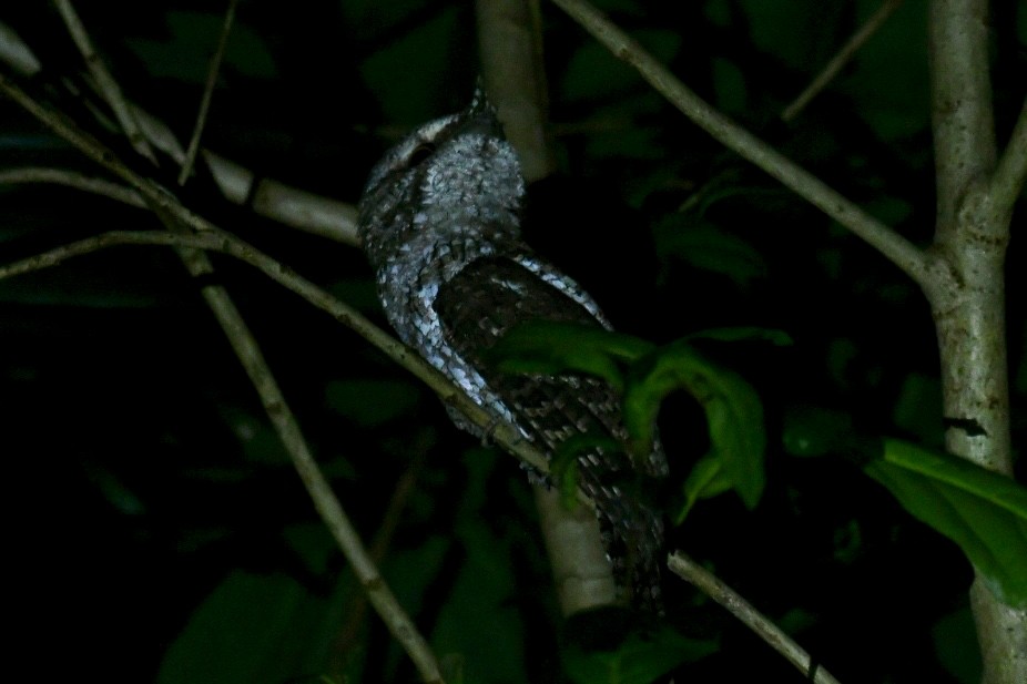 Marbled Frogmouth - ML613183153
