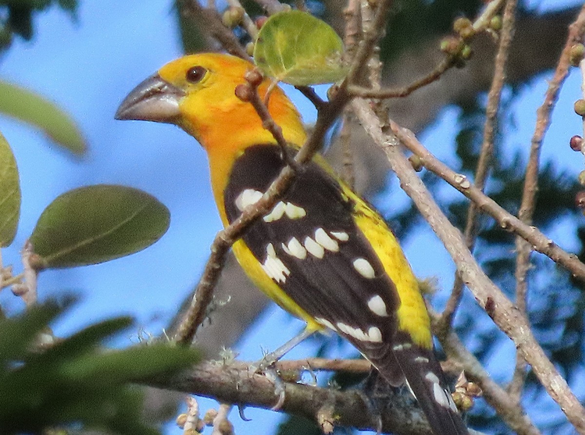 Yellow Grosbeak (Northern) - ML613183214