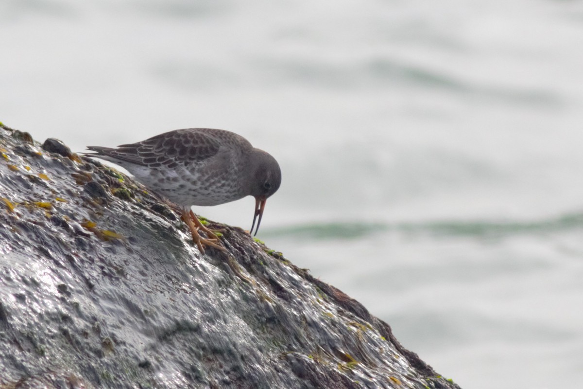 Purple Sandpiper - ML613183228