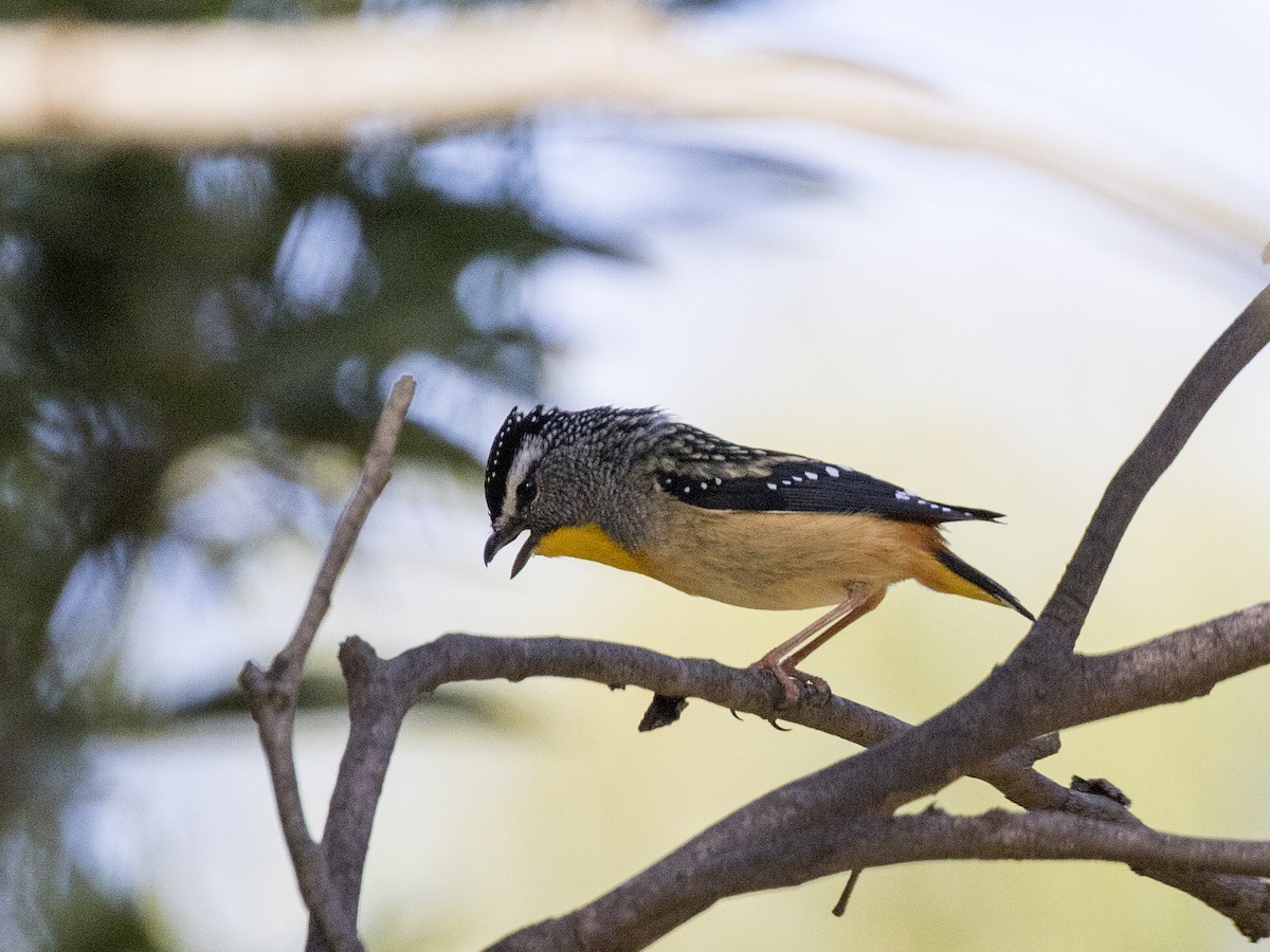 Spotted Pardalote - ML613183229