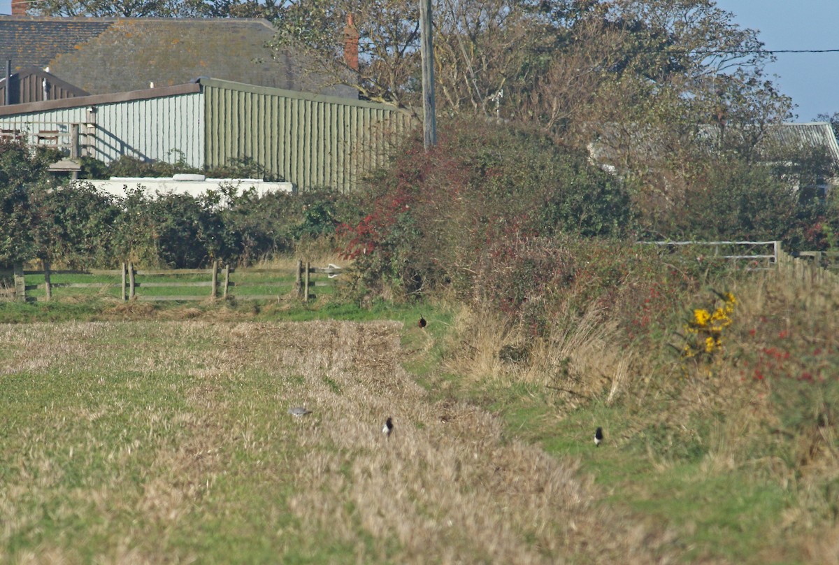 Зэрлэг гургуул - ML613183257