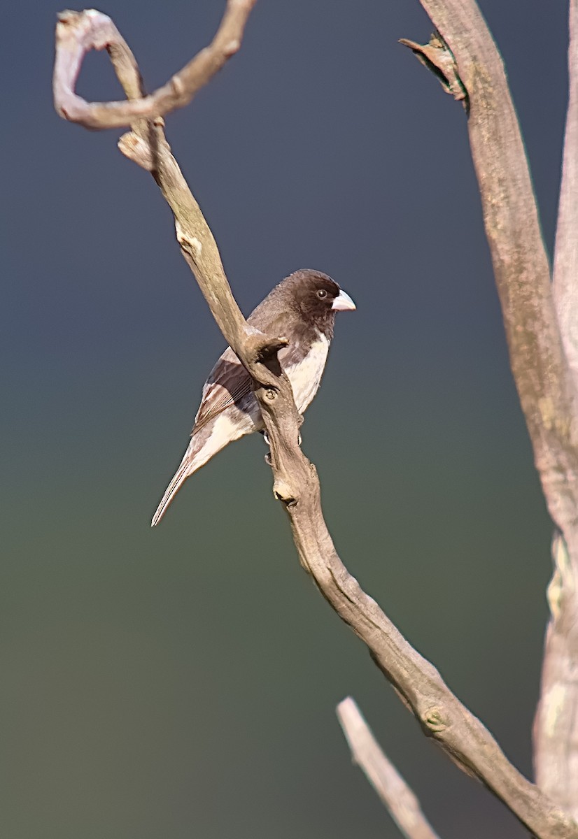 Dubois's Seedeater - ML613183268