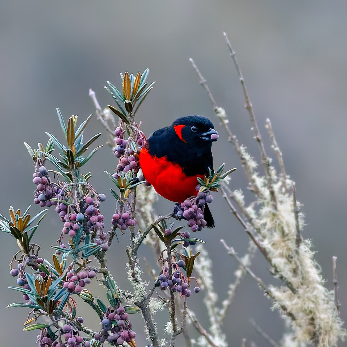 Scarlet-bellied Mountain Tanager (Scarlet-bellied) - Vivek Tiwari