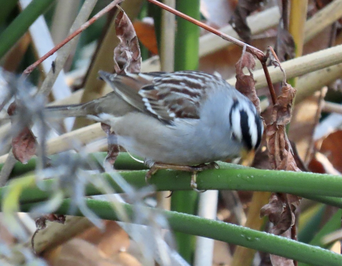 White-crowned Sparrow - ML613183310