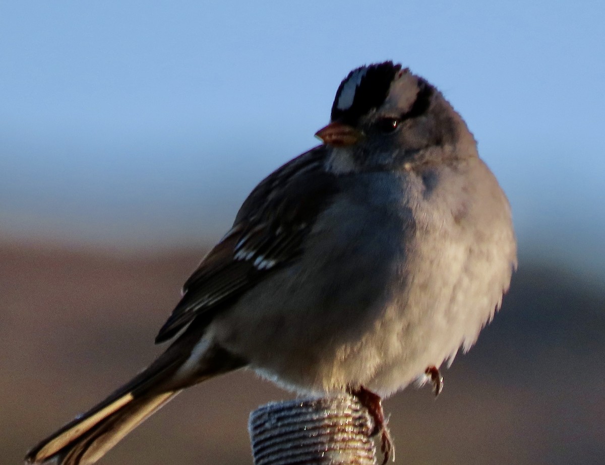 White-crowned Sparrow - ML613183311