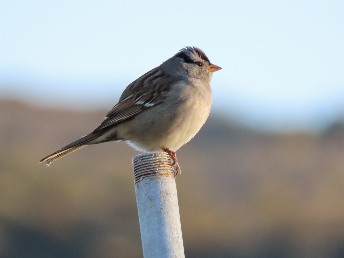 White-crowned Sparrow - ML613183313