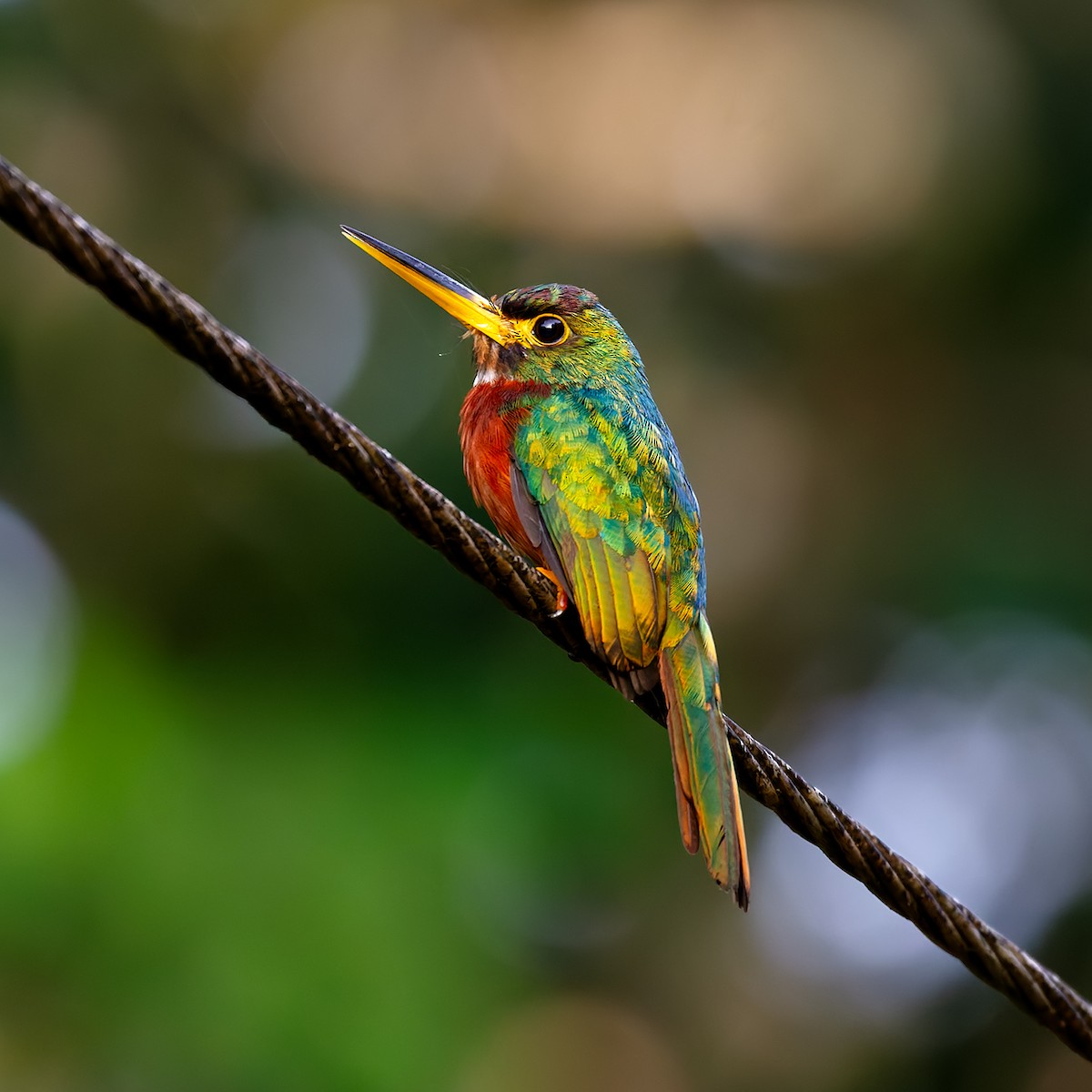 Yellow-billed Jacamar - Vivek Tiwari