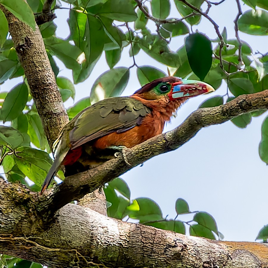 Tawny-tufted Toucanet - Vivek Tiwari