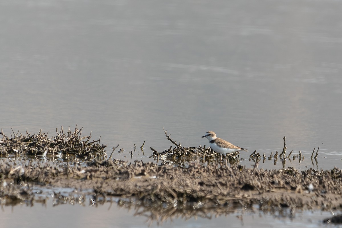 Collared Plover - ML613183445