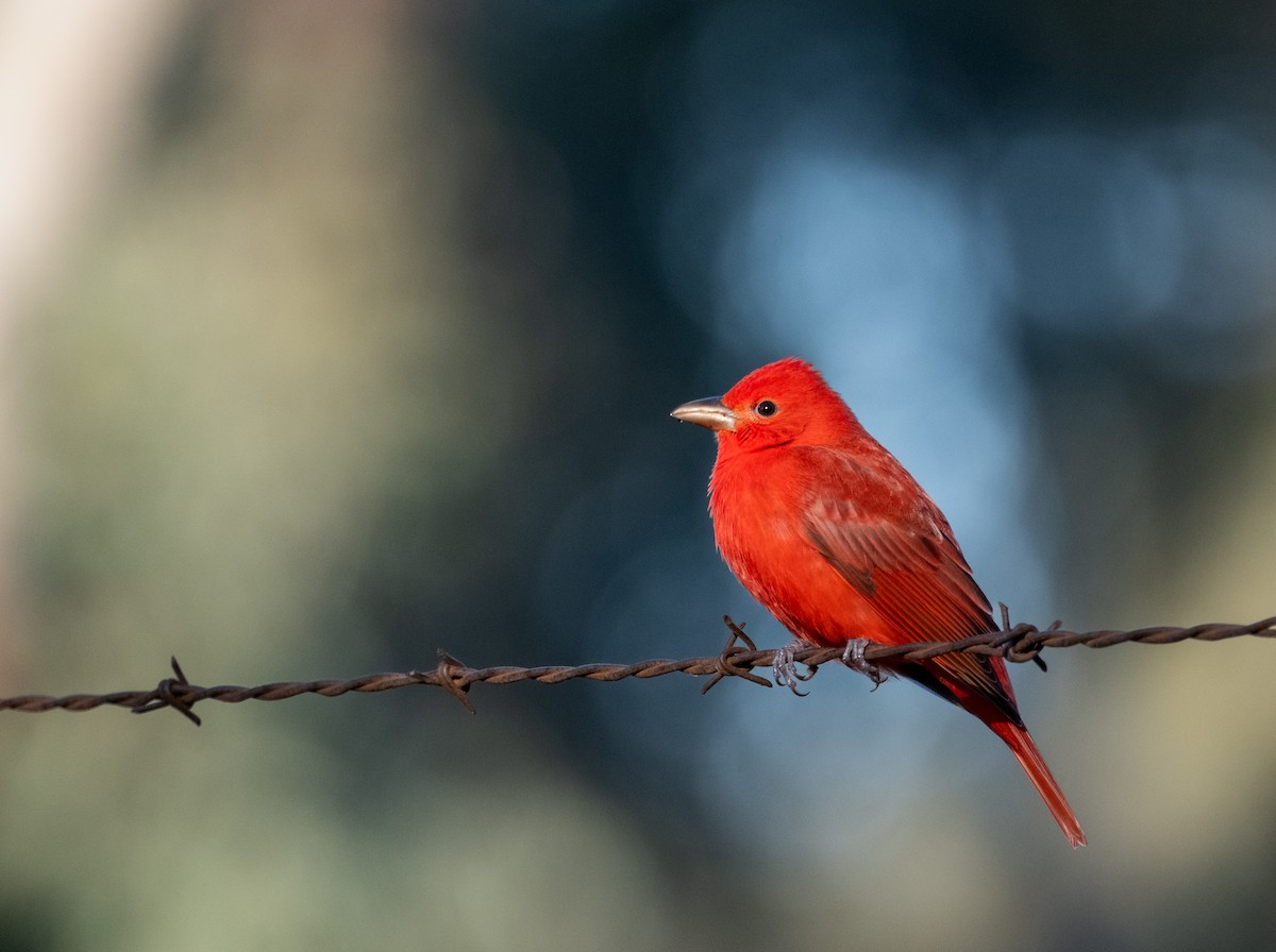 Summer Tanager - ML613183446