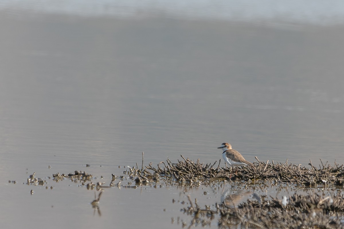 Collared Plover - ML613183447