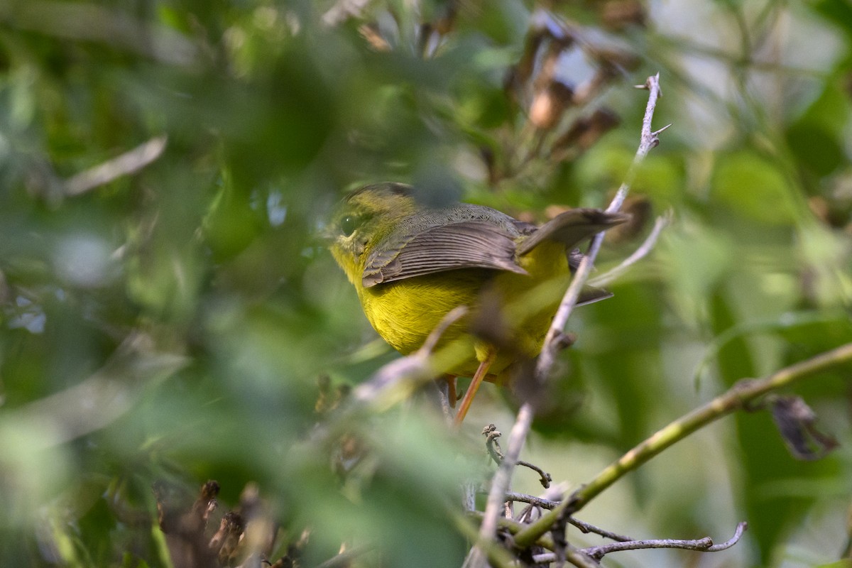 Golden-crowned Warbler - Kav Eldredge