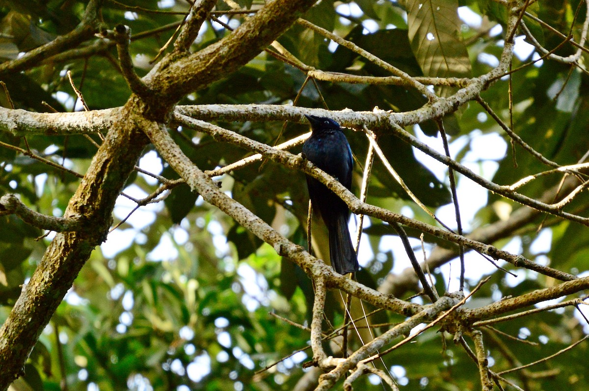 Lesser Racket-tailed Drongo - ML613183509