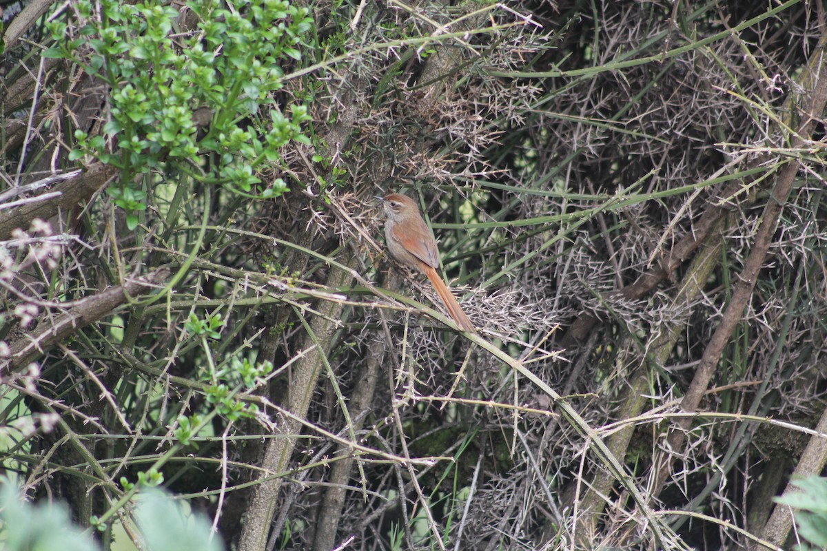 Rusty-fronted Canastero - Xavi Francisco