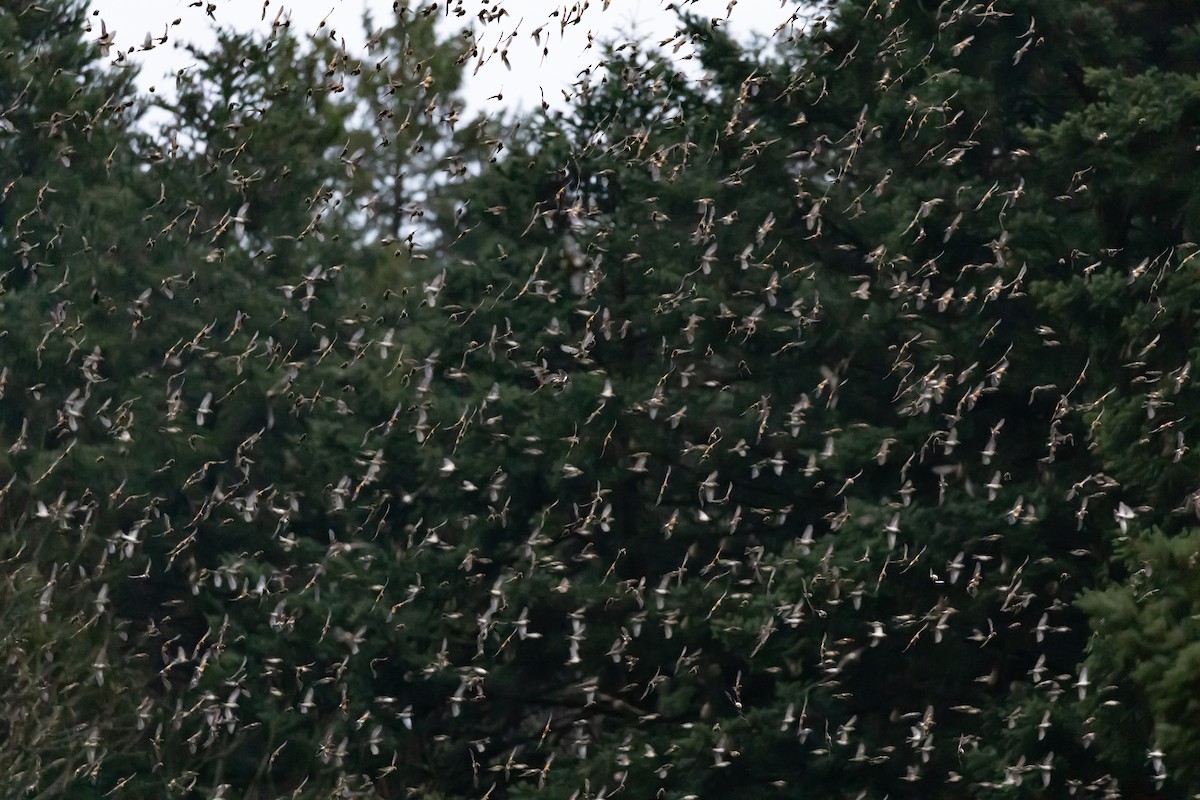 Brambling - Magdalena Nogaj