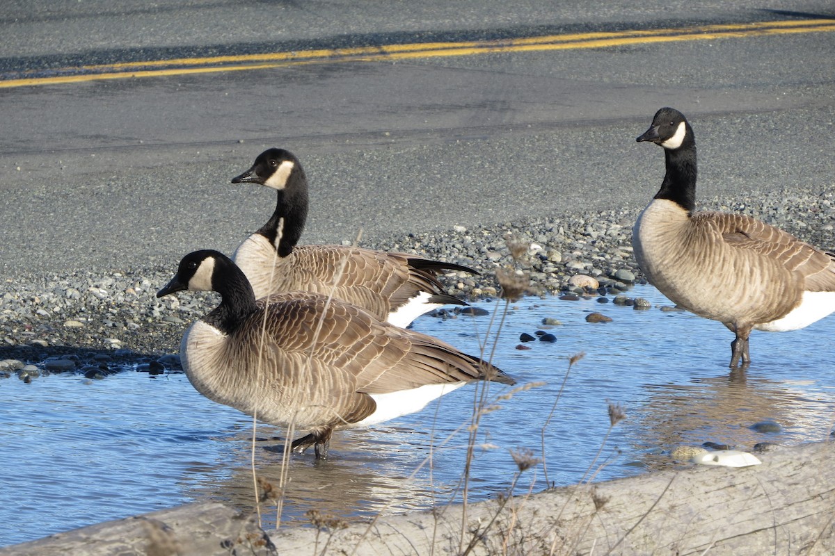 Canada Goose - ML613183695