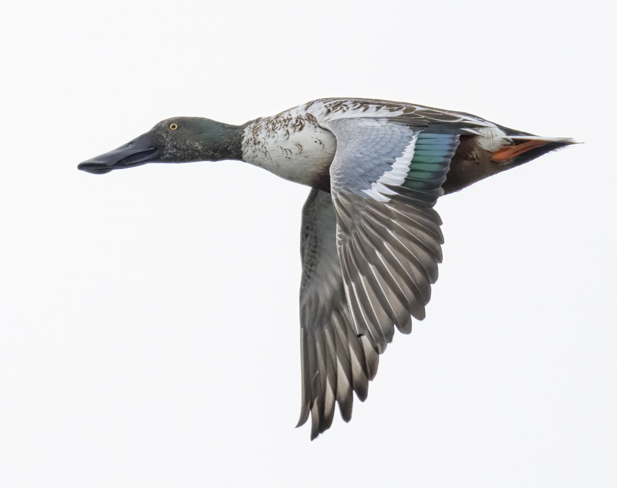 Northern Shoveler - ML613183698