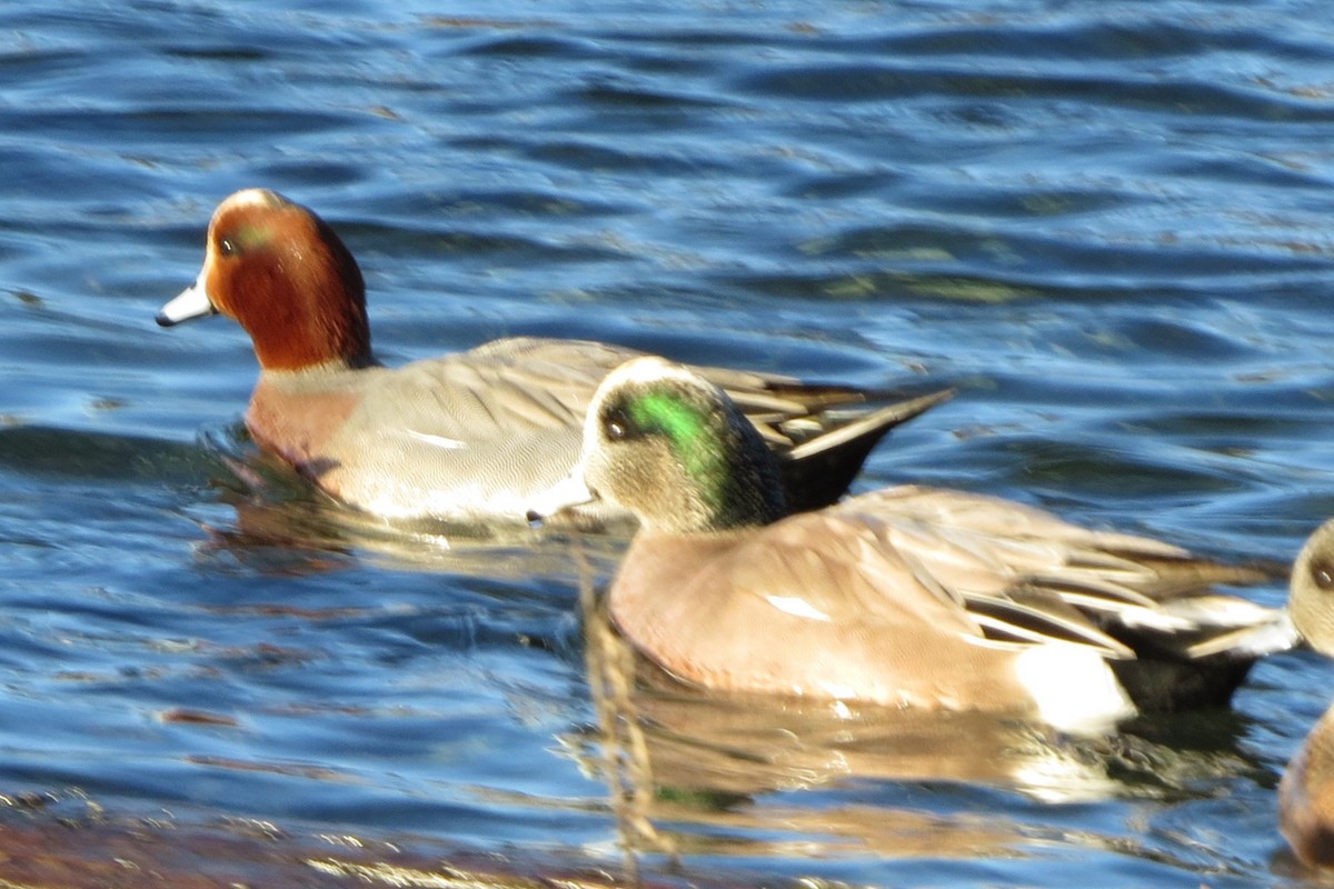 Eurasian Wigeon - ML613183717