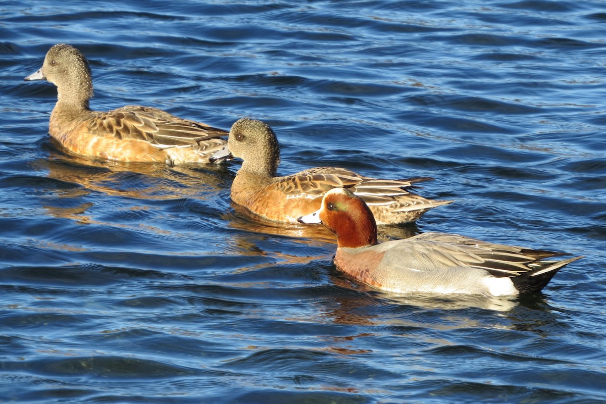 Eurasian Wigeon - ML613183718