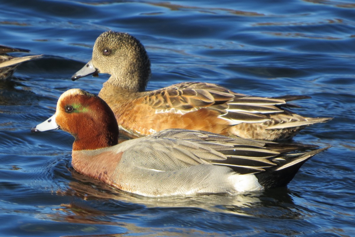 Eurasian Wigeon - ML613183719