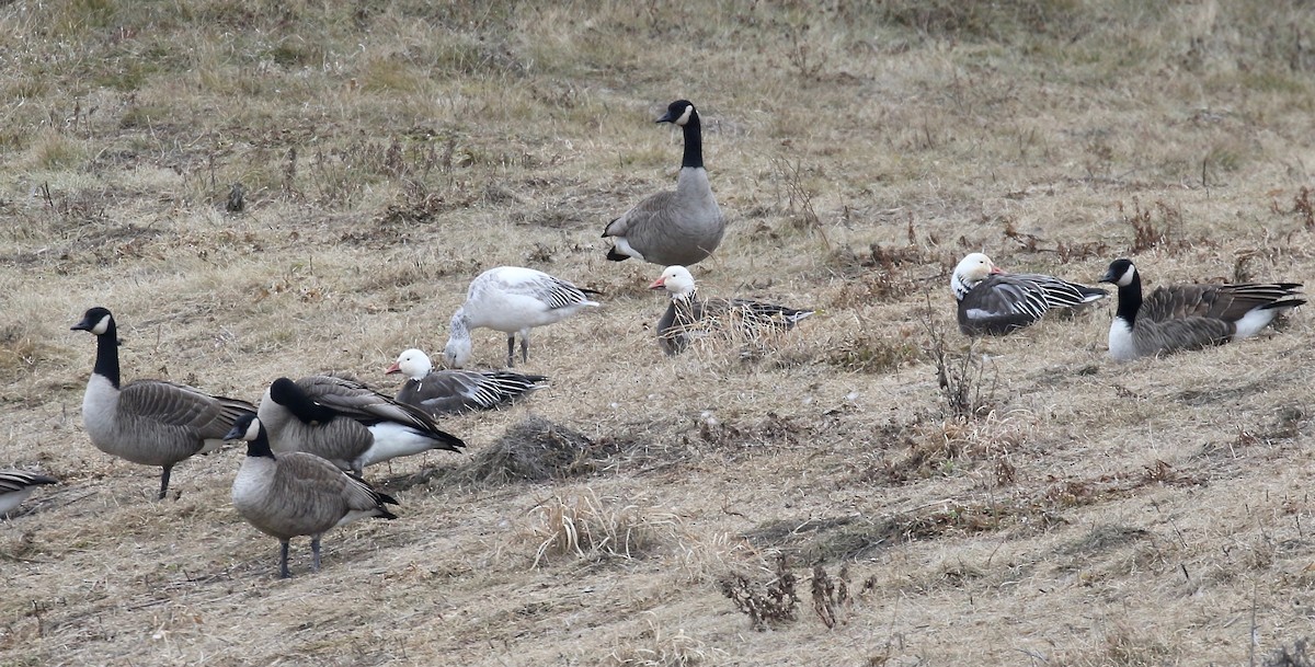 Snow Goose - ML613183820