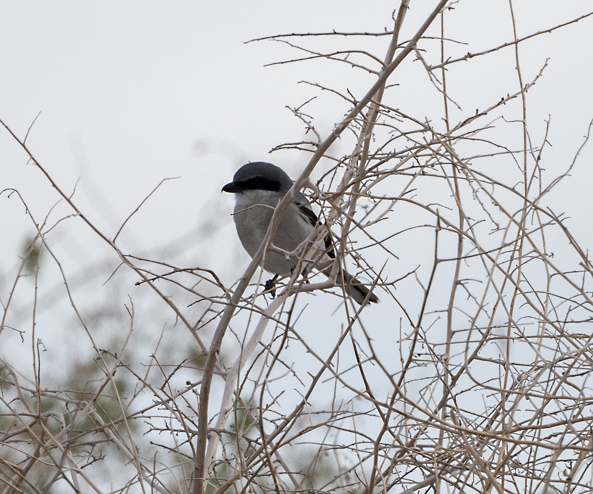 Loggerhead Shrike - ML613183827