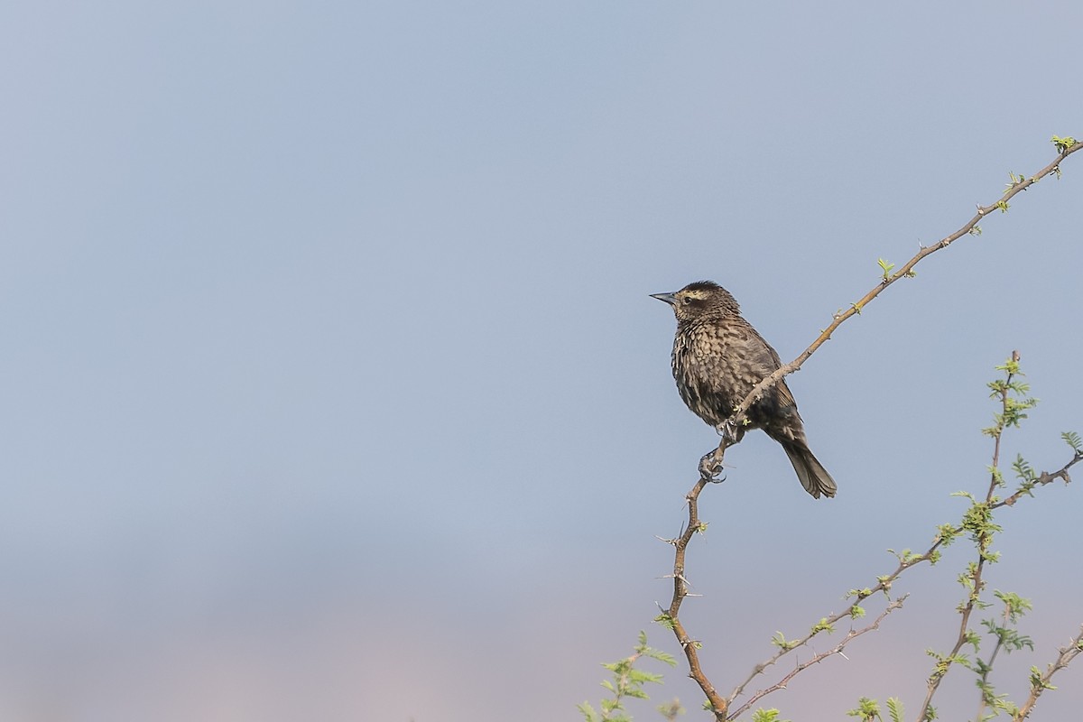 Yellow-winged Blackbird - ML613183830