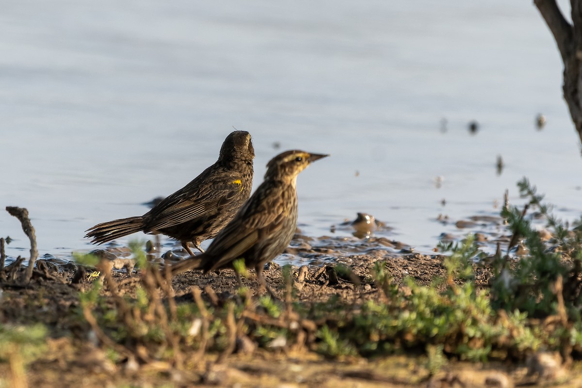 Yellow-winged Blackbird - ML613183836