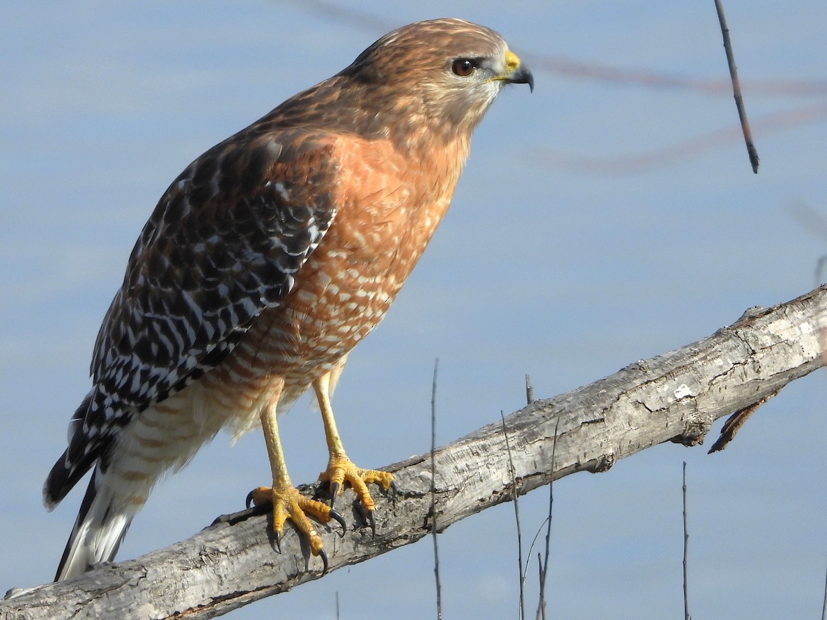 Red-shouldered Hawk - ML613183921