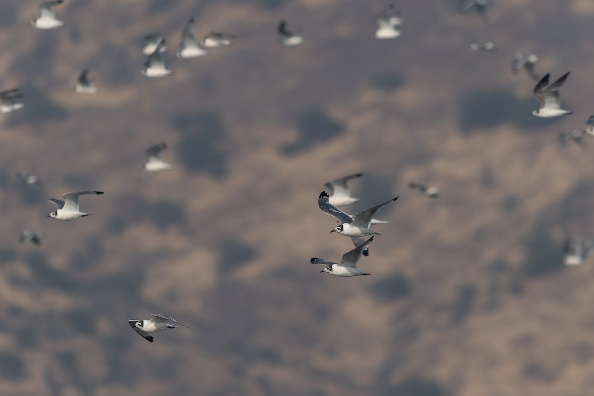 Franklin's Gull - ML613183983