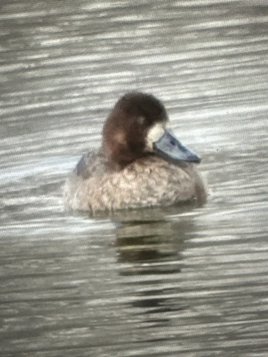 Lesser Scaup - ML613184027