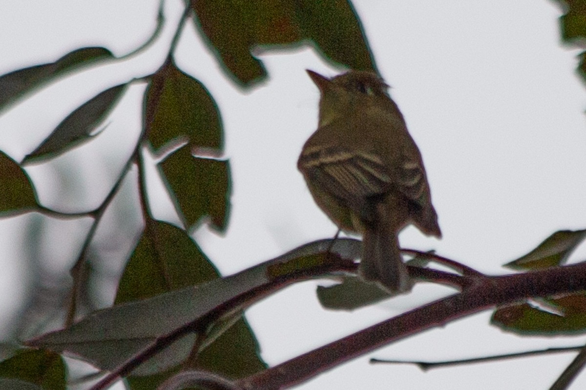 Western Flycatcher (Pacific-slope) - Michael Long