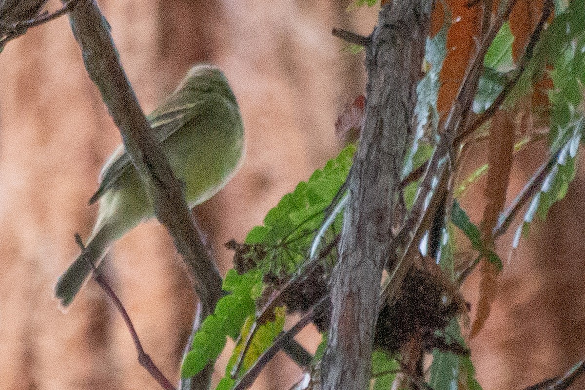 Western Flycatcher (Pacific-slope) - Michael Long