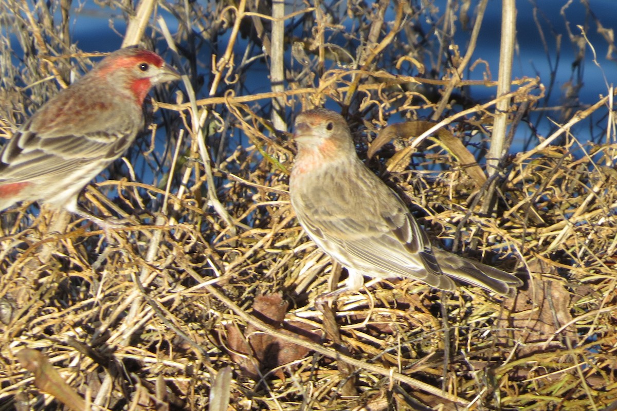 House Finch - ML613184070