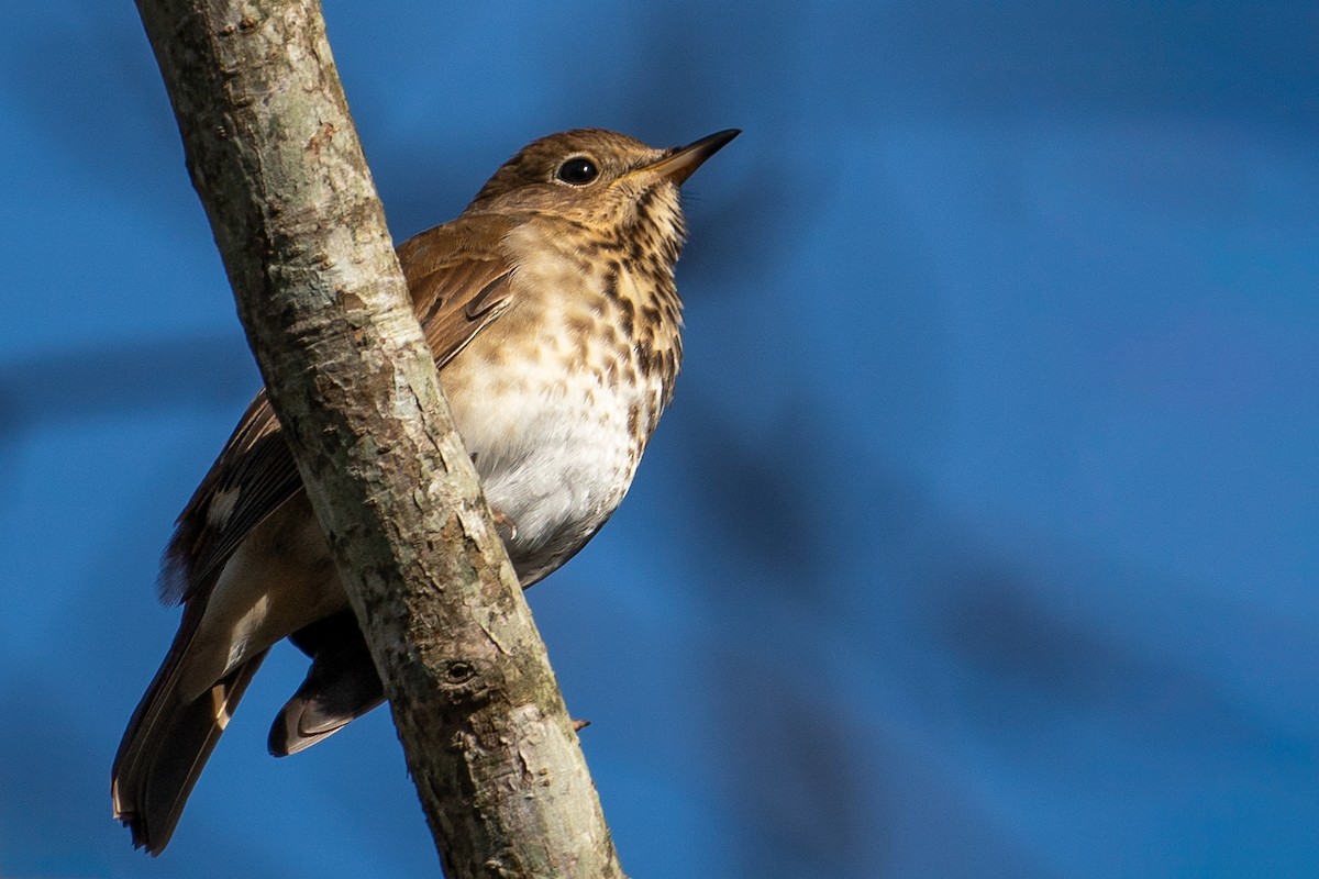 Hermit Thrush - ML613184085