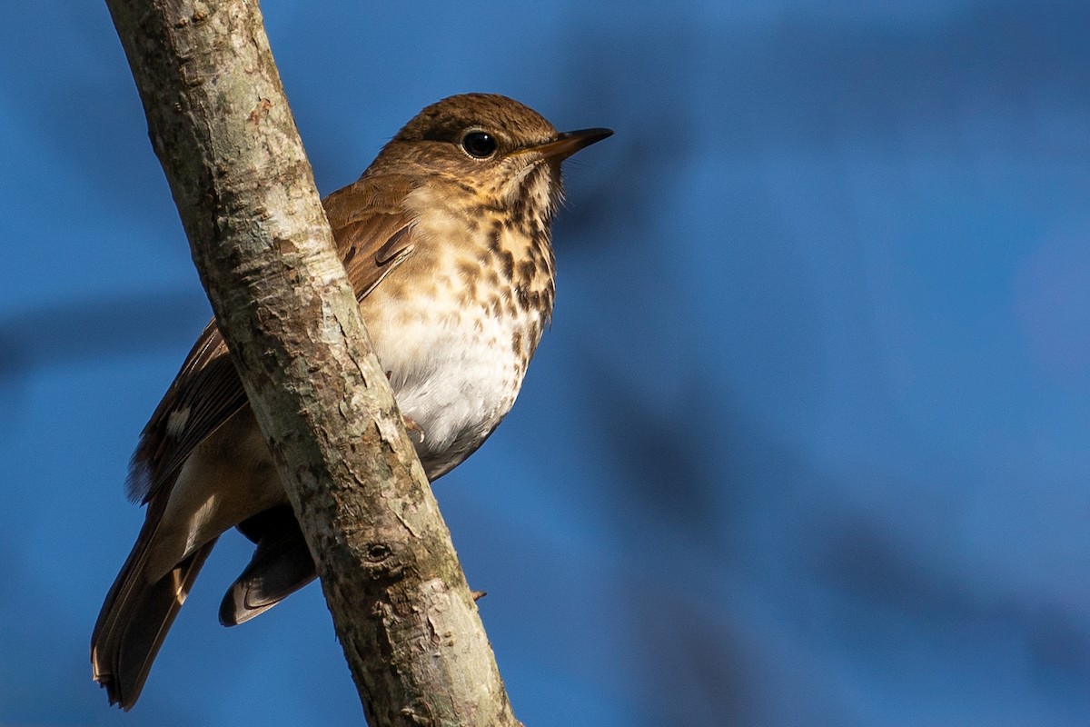 Hermit Thrush - ML613184086