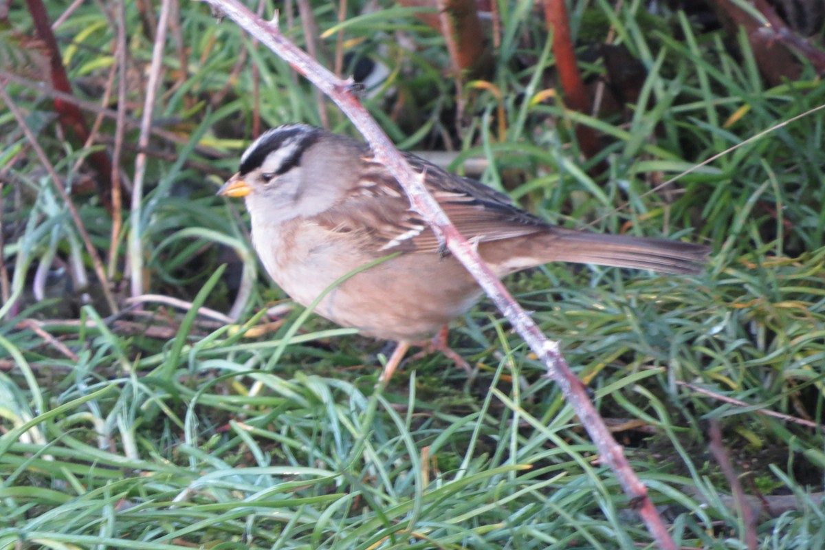 White-crowned Sparrow - ML613184095