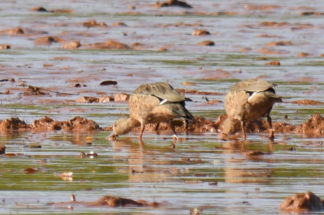 Bernier's Teal - Claudius  Feger