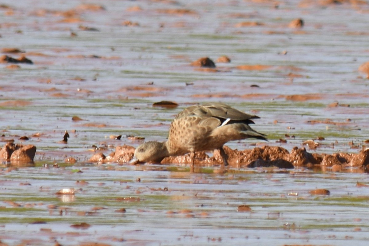 Bernier's Teal - ML613184099