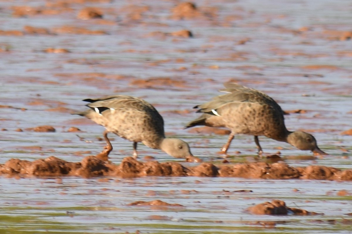 Bernier's Teal - ML613184101