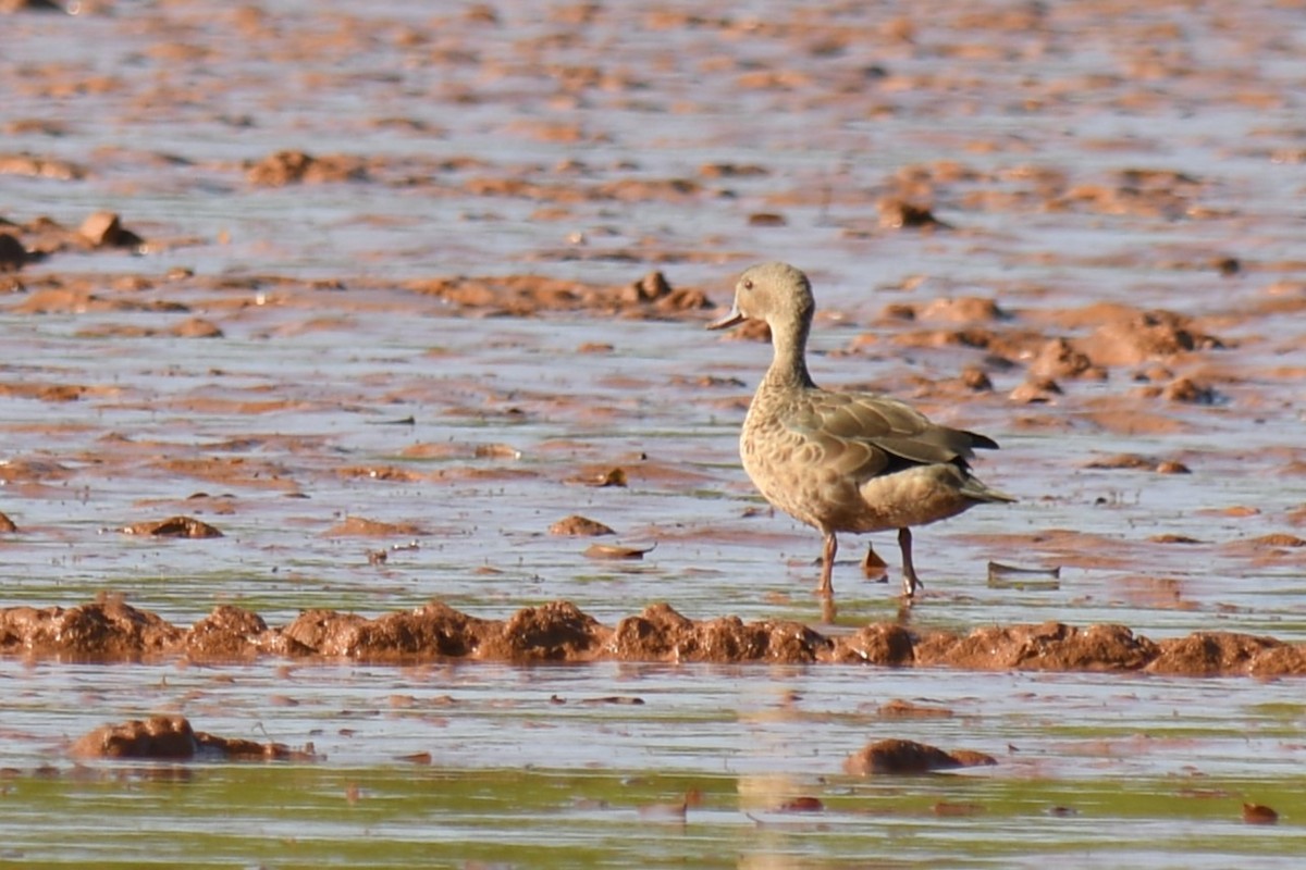 Bernier's Teal - ML613184102