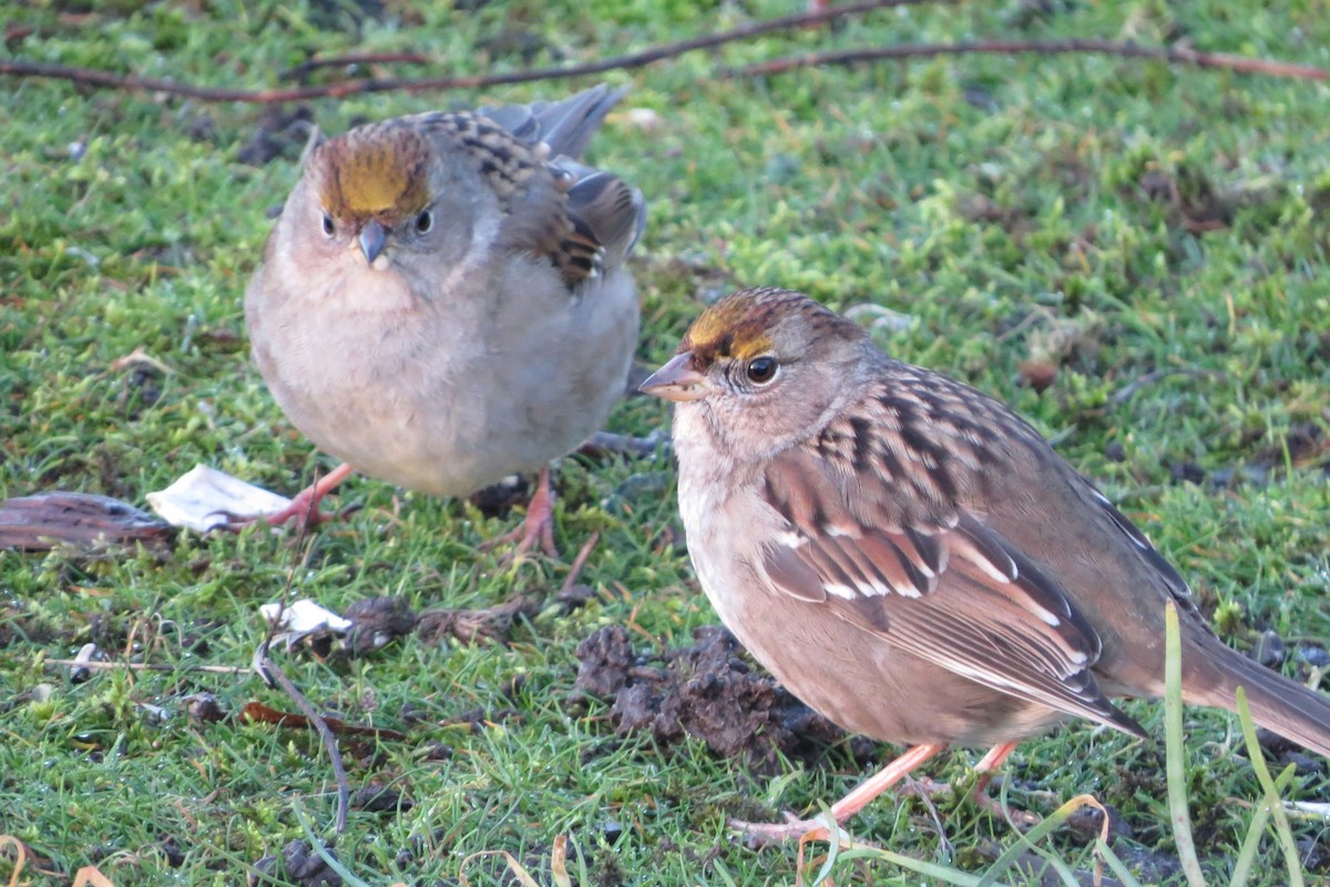 Golden-crowned Sparrow - ML613184108