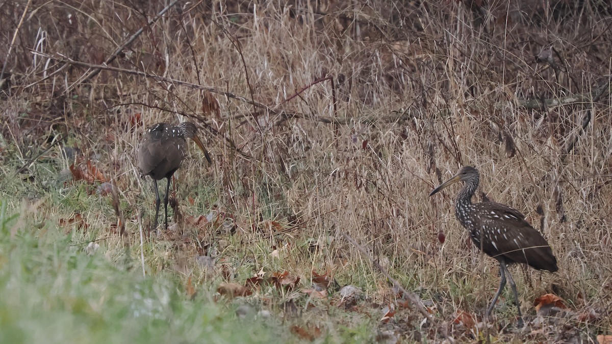 Limpkin - ML613184124