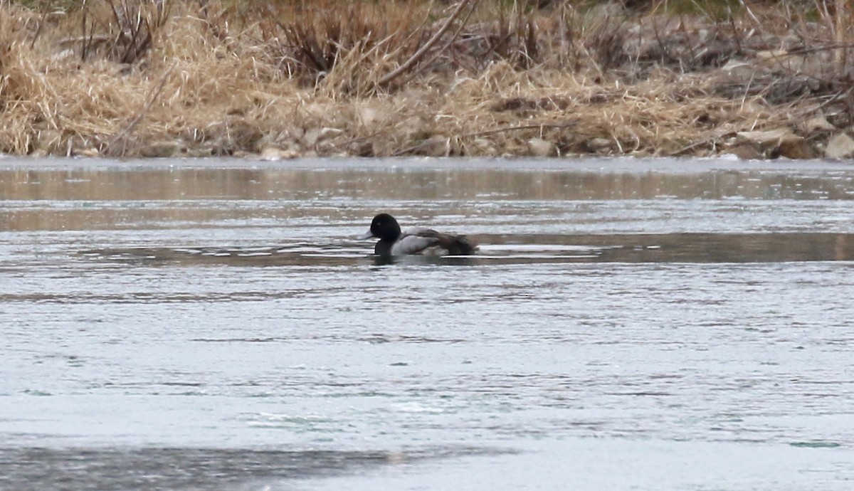 Greater Scaup - ML613184130