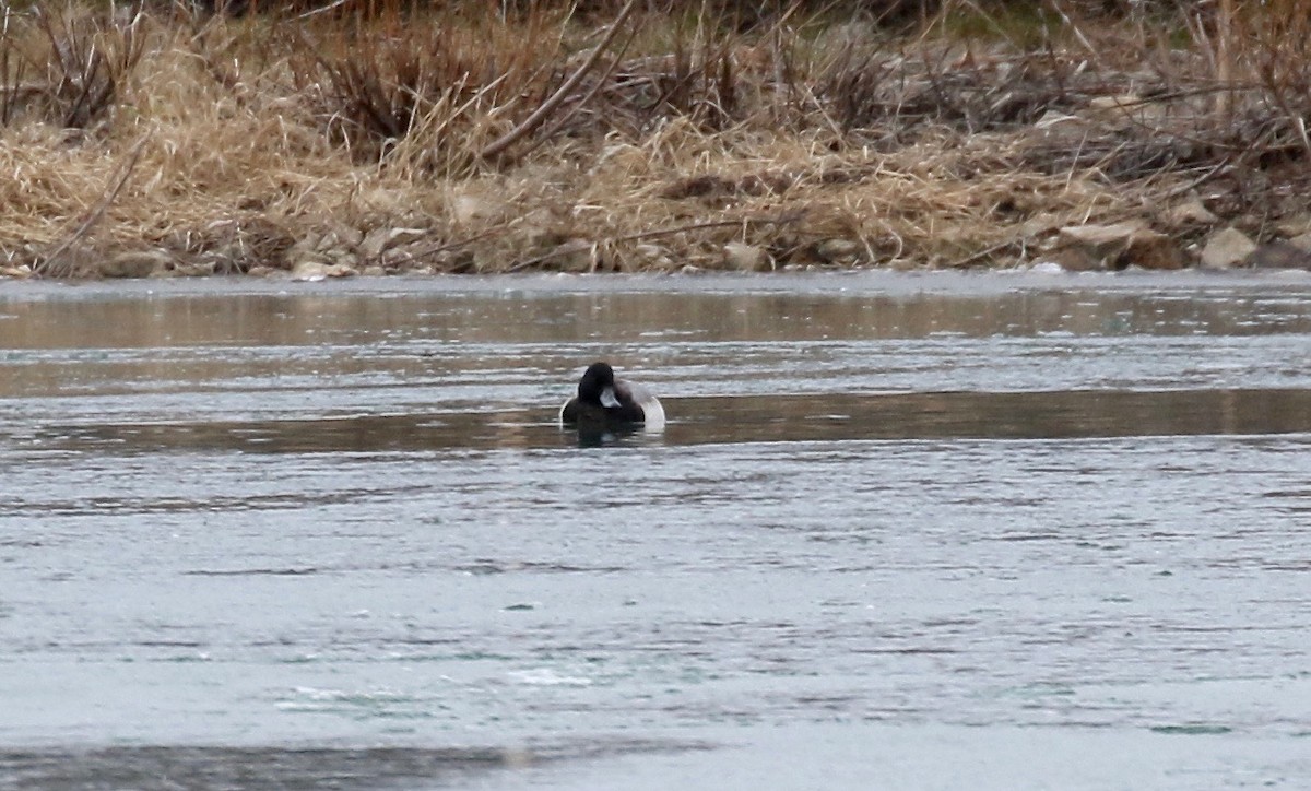Greater Scaup - ML613184133