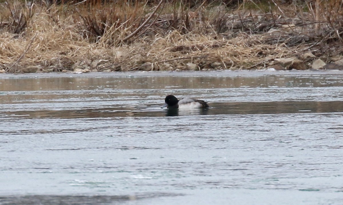 Greater Scaup - ML613184134