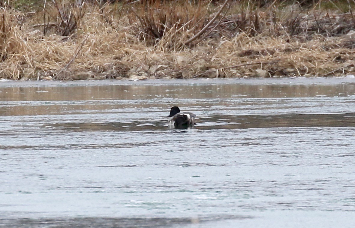 Greater Scaup - ML613184135