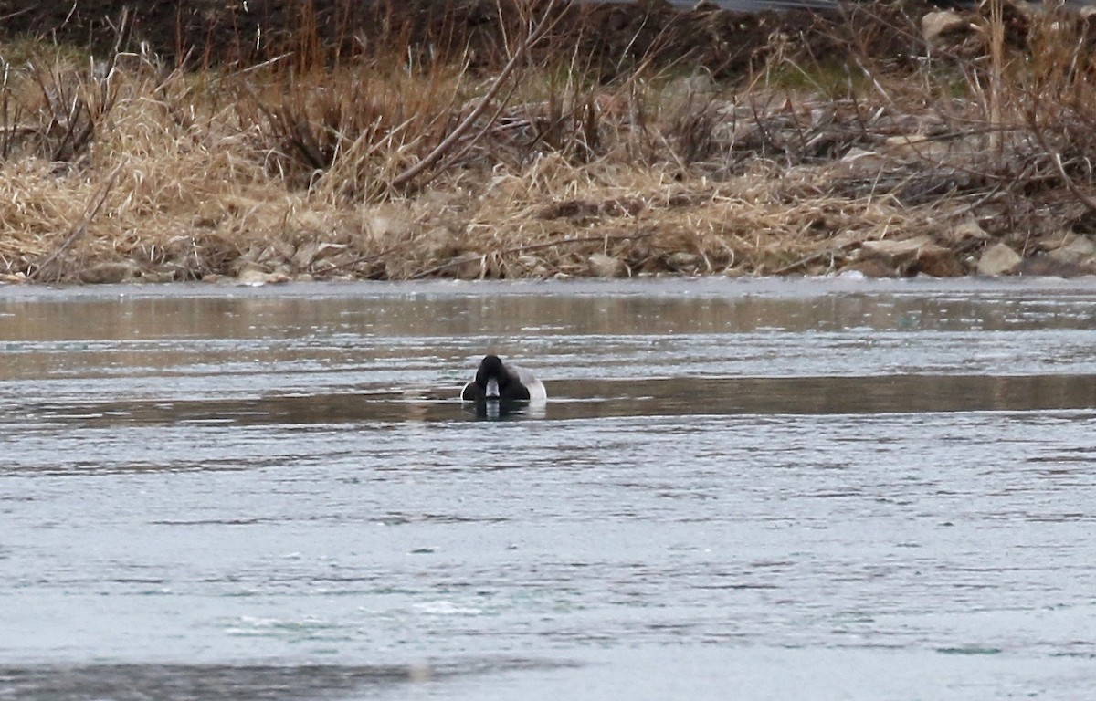 Greater Scaup - ML613184137