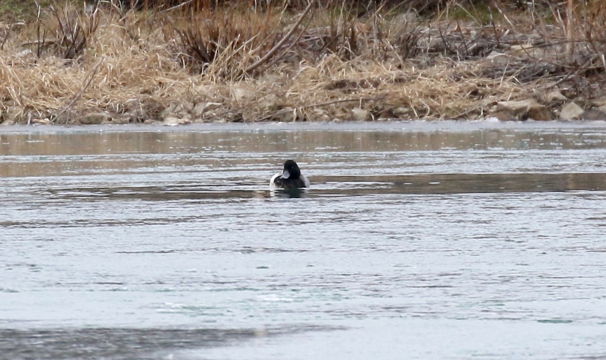 Greater Scaup - ML613184138